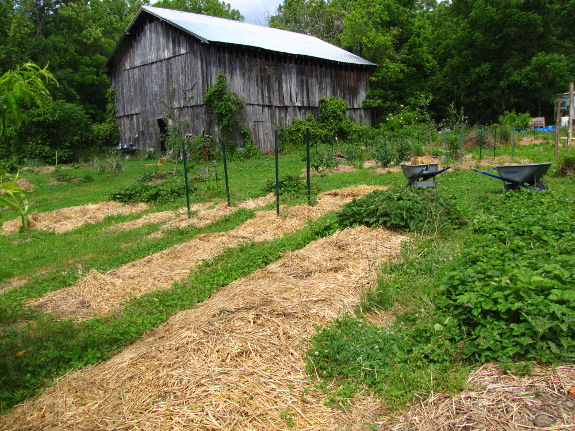 Mulched garden