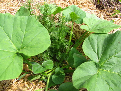 Squash and chamomile