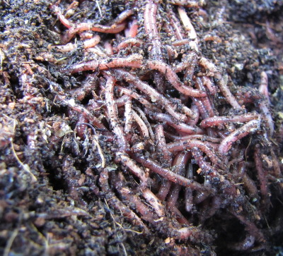 Compost worms