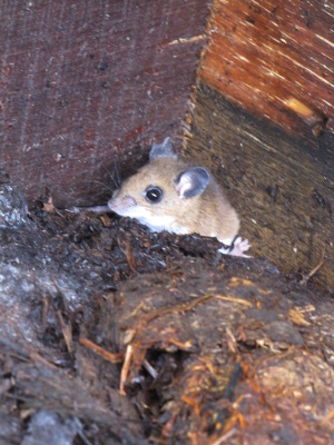 Mouse in worm bin