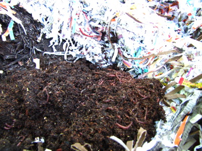 Shredded paper in worm bin