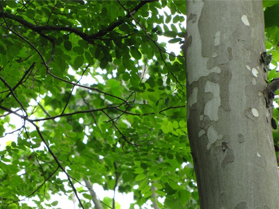 Sycamore and locust