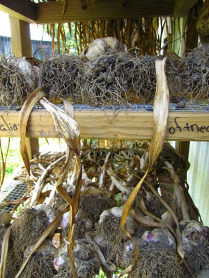 Curing garlic