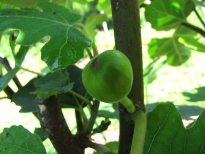 Developing fig