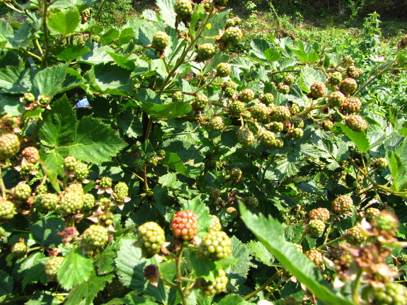 Tip-pruned blackberries