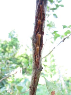 Cicada twig damage