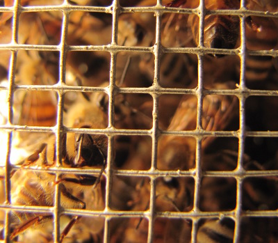 Bee hive from below