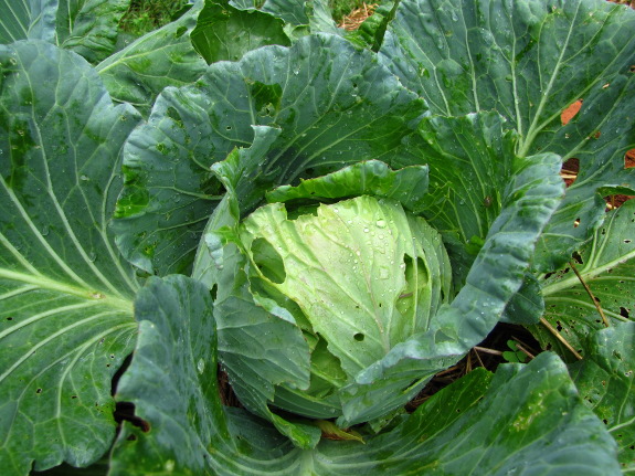 Cabbage