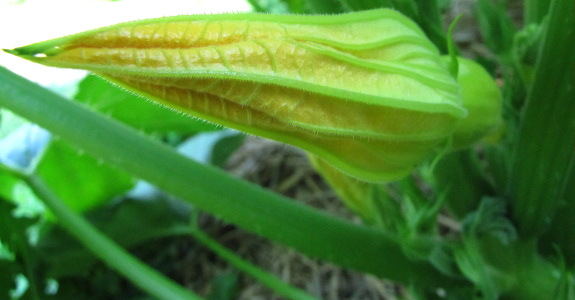 Crookneck squash flower