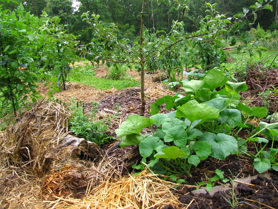 Forest garden