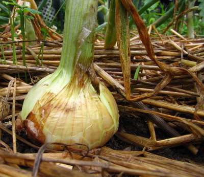 Onion