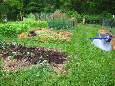 Transplanted strawberries