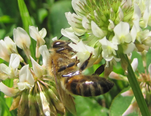 Honeybee on white clover