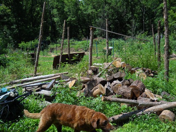 Lucy in front of wood shed project