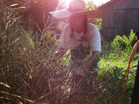 Harvesting kale seeds