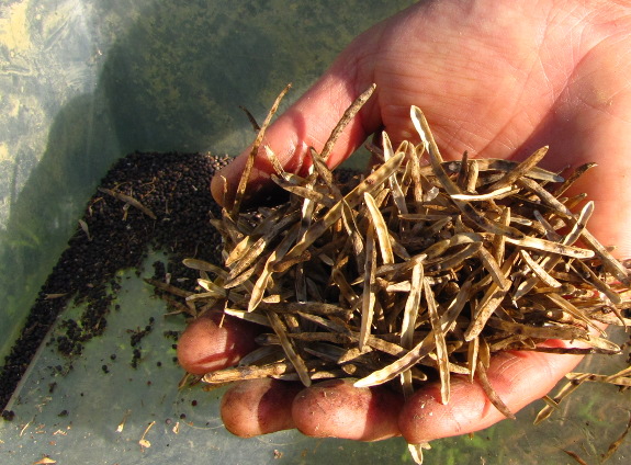 Winnowing kale seeds