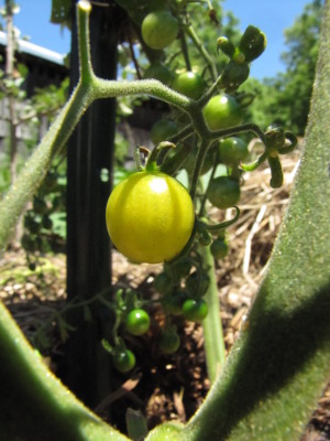 Currant tomato