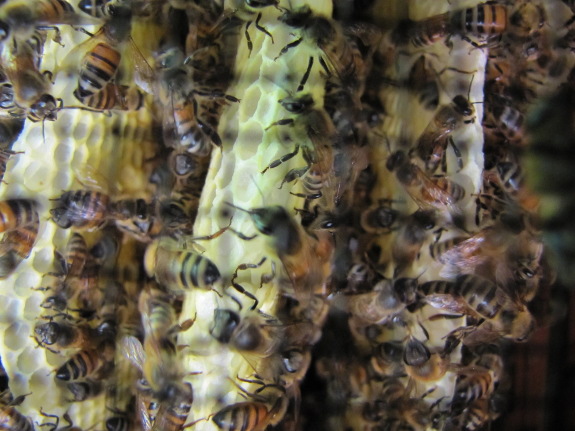 Bees inside hive