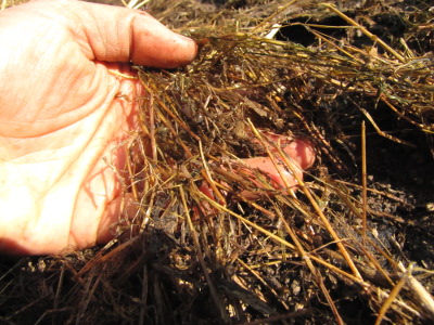 Decomposing ryegrass