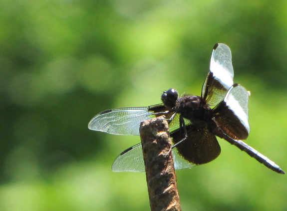 Dragonfly on rebar