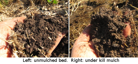 Effects of mulch on soil