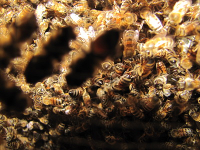 Hundreds of bees