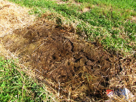 Small mammal tunnels under kill mulch