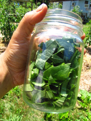 Jar of herbs