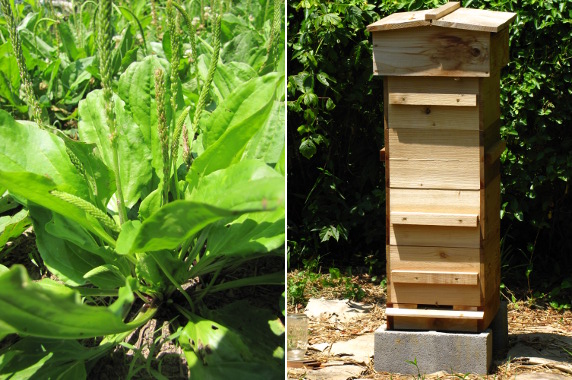 Plantain for bee stings