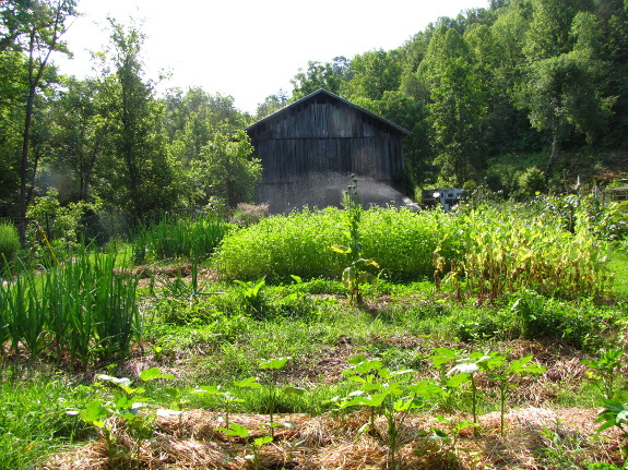 Watering the garden