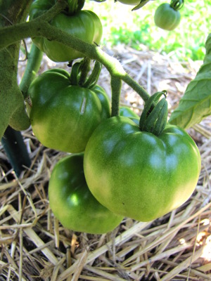 Green tomatoes