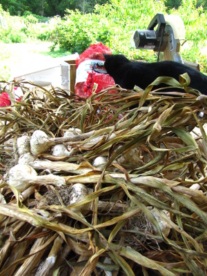 Dried garlic