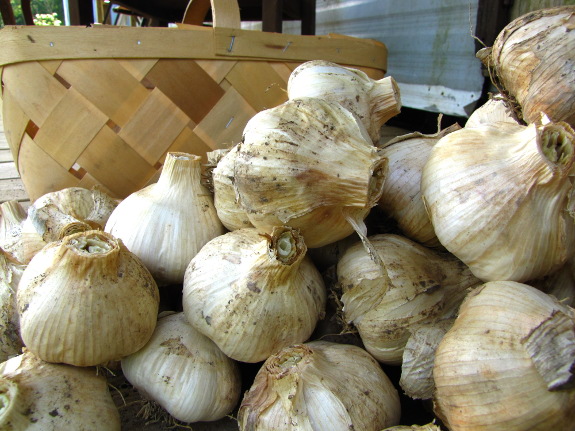 Garlic harvest
