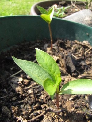 New persimmon seedlings