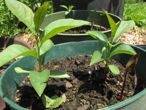 Older persimmon seedlings