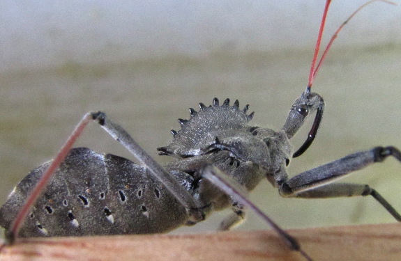 Wheel bug