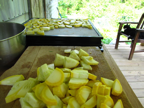 Drying summer squash