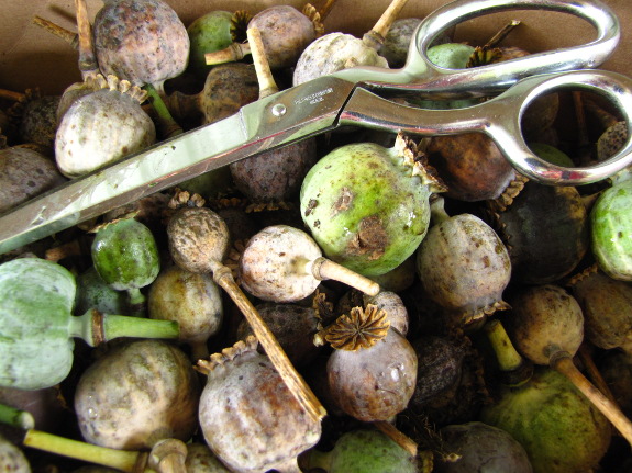 Harvesting breadseed poppies