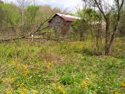 Weedy homestead