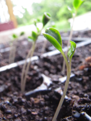 Brussels sprout seedling