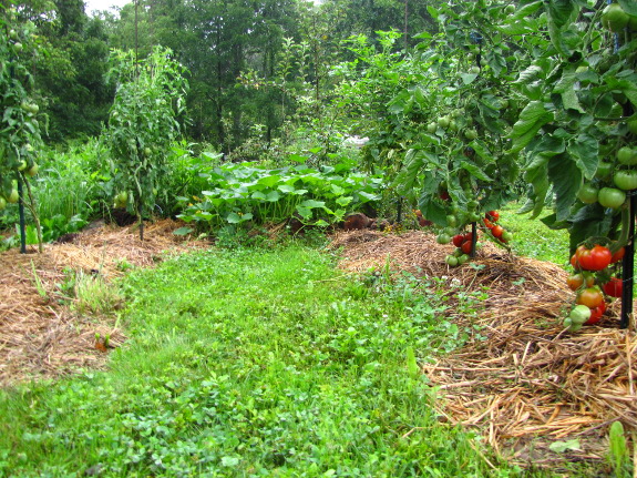 Forest garden