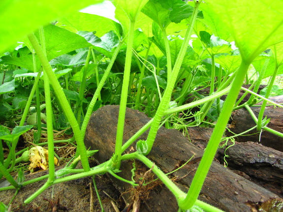 Living mulch