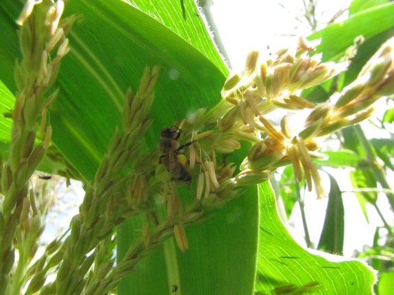 Honeybee pollinating corn