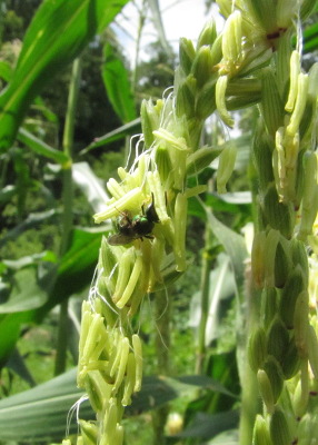 Sweatbee on corn tassel