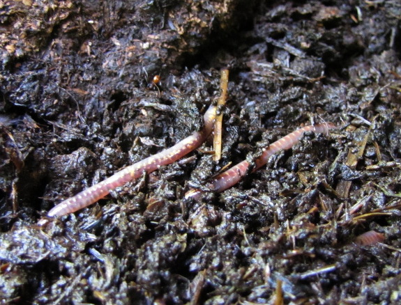 Worms composting manure