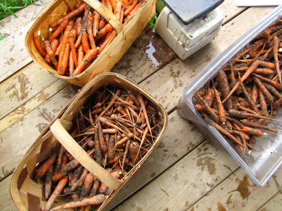 Carrot harvest