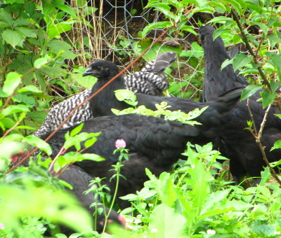 Three month old chickens