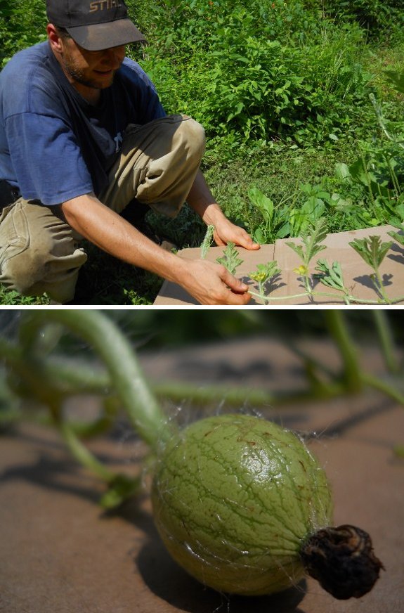 watermelon protection