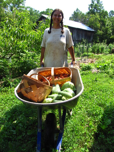 Wheelbarrow of garden produce