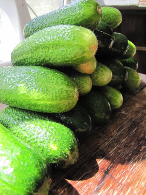 Mountain of cucumbers